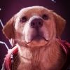 ralstonvp