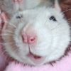 ratsquinks