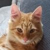 redcatsolomon