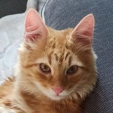 redcatsolomon