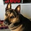 reddog1776