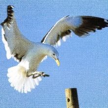 rguur
