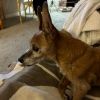 rileytchiweenie