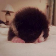 riyadhcats