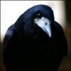 rook.sever