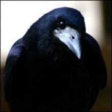 rook.sever