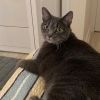 rorytheboycat