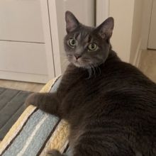 rorytheboycat