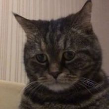sameoldtabby
