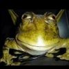sapinhosapeca