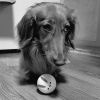 sausagedog1234