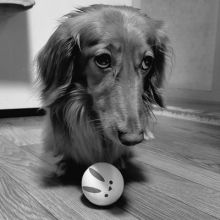 sausagedog1234