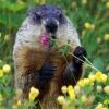 sergbeaver