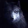 shadowtrader