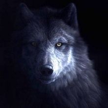 shadowtrader