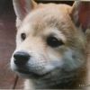 shiba.the.dog