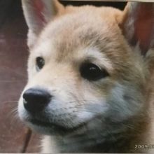 shiba.the.dog