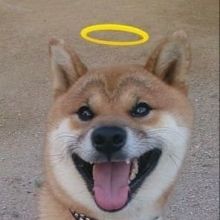 shibainu.shin
