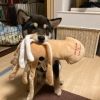 shibasukipt