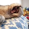 shige.cat.xrp