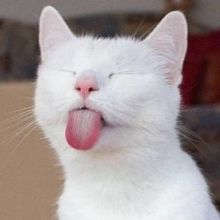 shouldhavecat