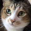siamcat3