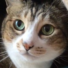 siamcat3