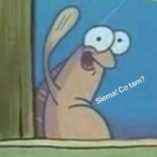 siema161