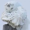 sleeperowl