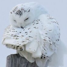 sleeperowl