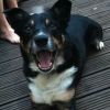 smartblackdog1