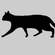 stray.cats.1st