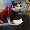 straycatswm