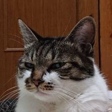 supershinsan