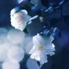 svdrop009