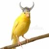 swedishcanary