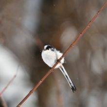 tailed.tit