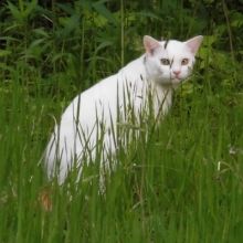 tanglonebunbun2