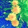 tanpopo.27san