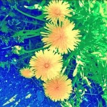 tanpopo.27san