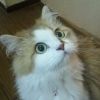 tchan831