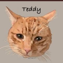 teddytabbycat1