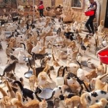 thealeppocatmen