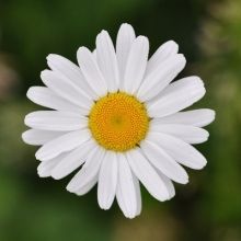 theflowerworld