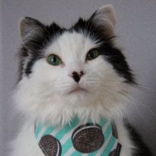 theoreocat