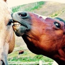 therealhoarse