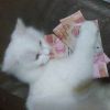 tinyfluffybutt