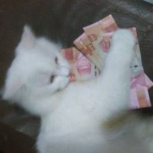 tinyfluffybutt