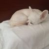 tokyo.dogpillow