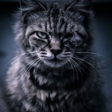 tora.1947